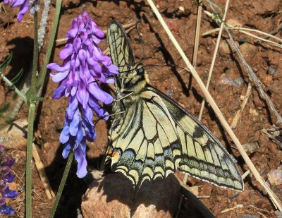Common Swallowtail  Makaonfjril  (Papilio machaon)