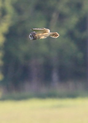 Short-eared Owl  Jorduggla  (Asio flammeus)