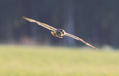 Short-eared Owl  Jorduggla  (Asio flammeus)