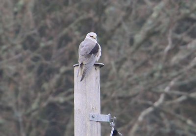 Black-winged Kite  Svartvingad glada  (Elanus caeruleus)