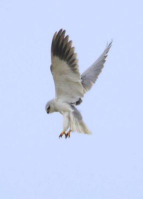 Black-winged Kite  Svartvingad glada  (Elanus caeruleus)