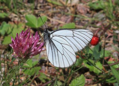 Black-veined White  Hagtornsfjril  (Aporia crataegi)