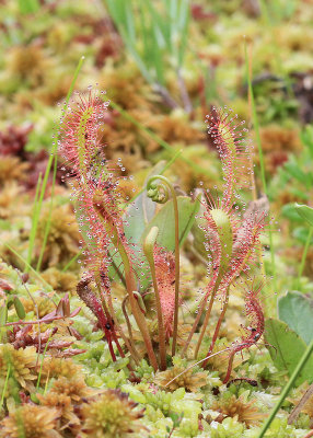 Storsileshr  (Drosseraceae anglica)