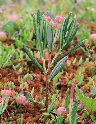 Skvattram  (Ledum palustre)