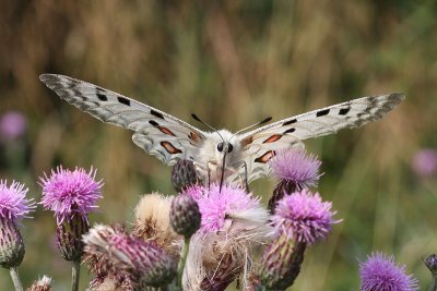 Apollo  Apollofjril  (Parnassius apollo)