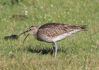 Whimbrel  Smspov  (Numenius phaeopus)