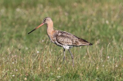 Black-tailed Godwit  Rdspov  (Limosa limosa)