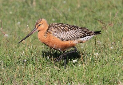 Bar-tailed Godwit  Myrspov  (Limosa lapponica)