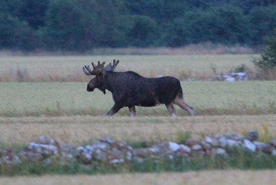 Moose  lg  (Alces alces)