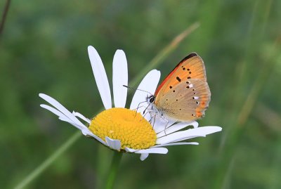 Scarce Copper  Vitflckig guldvinge  (Lycaena virgaureae)