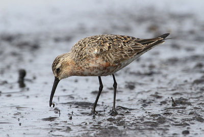 Curlew Sandpiper  Spovsnppa  (Calidris ferruginea)