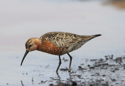 Curlew Sandpiper  Spovsnppa  (Calidris ferruginea)