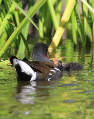 Common Moorhen  Rrhna  (Gallinula chioropus)