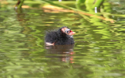 Common Moorhen  Rrhna  (Gallinula chioropus)