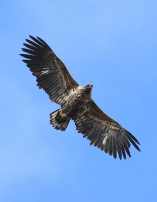 White-tailed Eagle  Havsrn  (Haliaeetus albicilla)