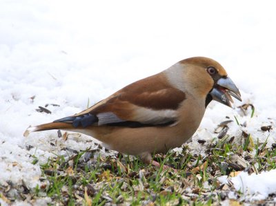 Hawfinch  Stenknck  (Coccothraustes coccothraustes)