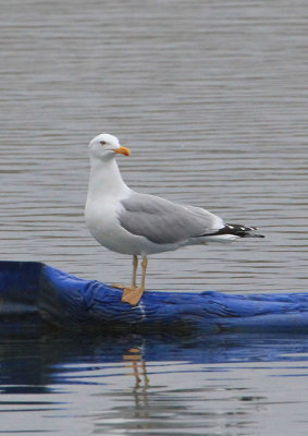 Herring Gull  Grtrut  (Larus argentatus) omissus