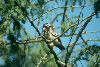 Spotted Owlet  (Athene brama)