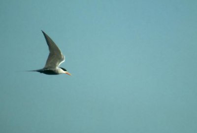 Black-bellied Tern  (Sterna acuticauda)