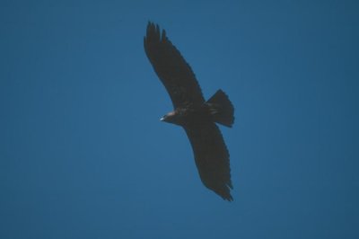 Imperial Eagle  (Aquila heliaca)