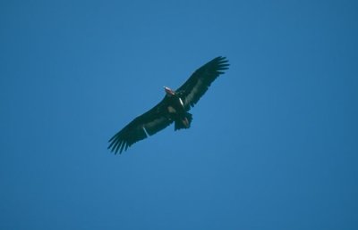 Red-headed Vulture  (Sarcogyps calvus)