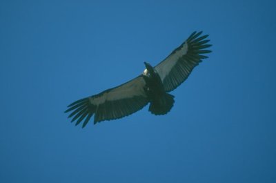 White-backed Vulture  (Gyps bengalensis)