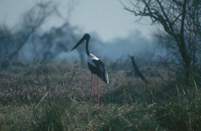 Black-necked Stork  (Ephippiorhynchus asiaticus)