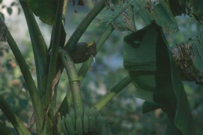 Greater Yellownape  (Picus flavinucha)