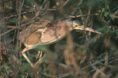 Yellow Bittern  (Ixobrychus sinensis)