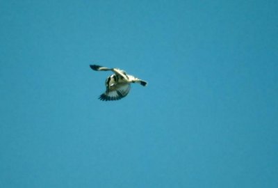 Pied Kingfisher  (Ceryle rudis)