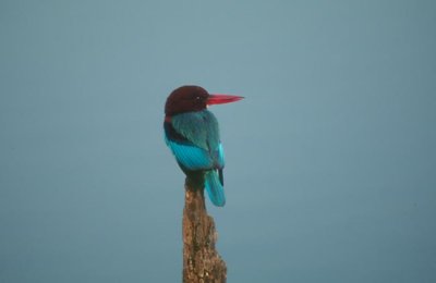 White-breasted Kingfisher  (Halcyon smyrnensis)