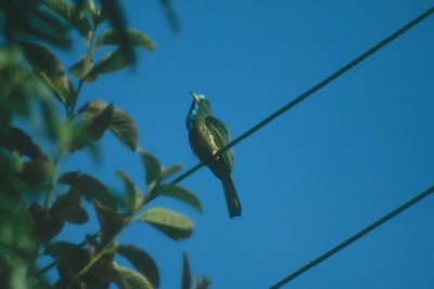 Blue-bearded Bee-eater  (Nyctyornis athertonii)