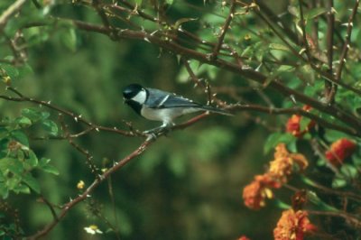 Grey Tit  (Parus major)