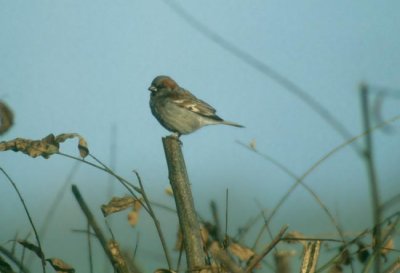 Sind Jungle Sparrow  (Passer pyrrhonotus)