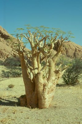 Baobab  (Adansonia digitata)