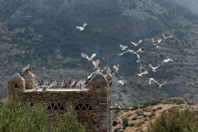 Pigeon House, Kamares