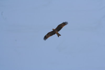 IMG_5262.JPG