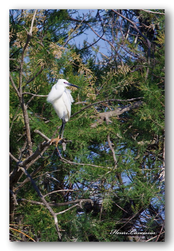09 HL_cam__MG_5610 oiseau blanc dans arbre.jpg