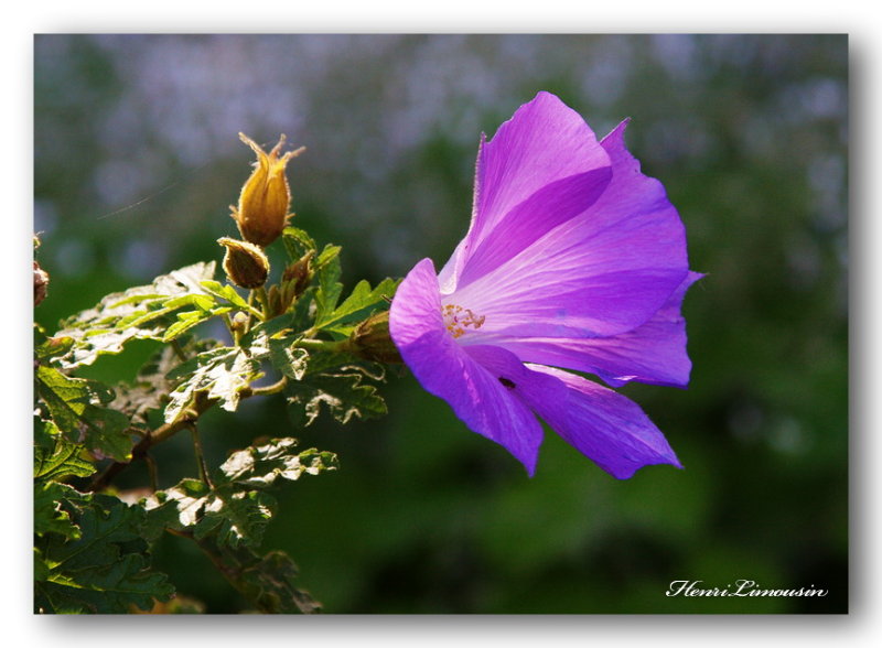 _MG_6158 fleur bleue