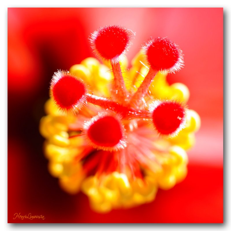 2011 08 Coeur de fleur ibiscus.jpg