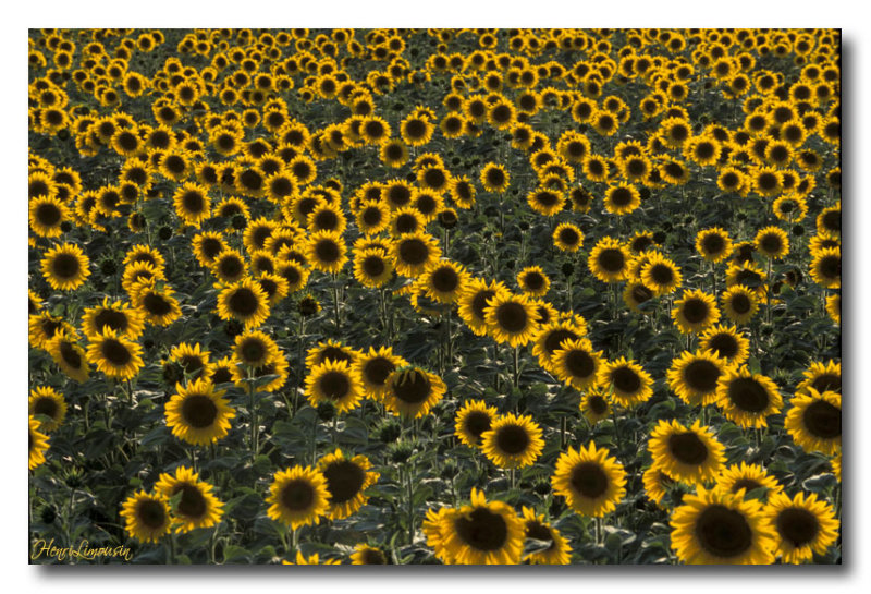 Tournesols 2005 02.jpg