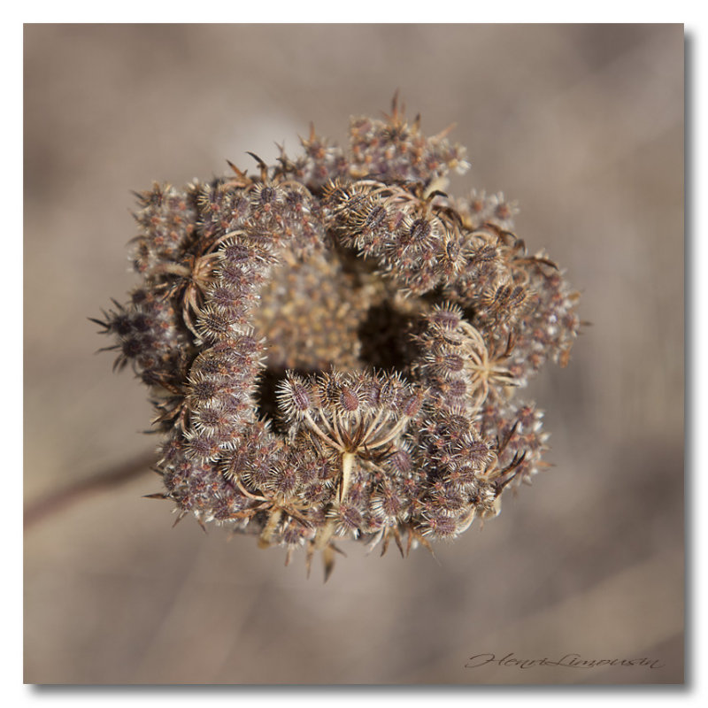 _MG_7640 plante seche 2.jpg