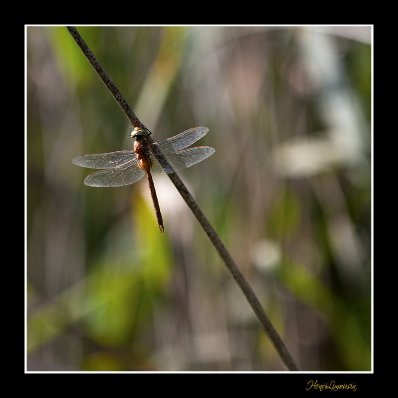 _MG_2792 nature animal.jpg