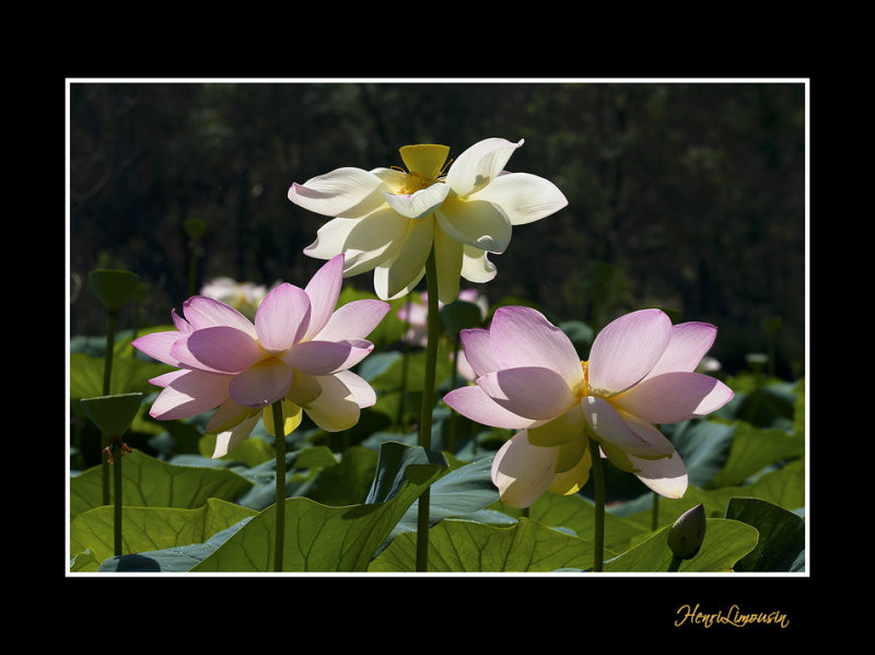 _MG_2853 nature fleur.jpg