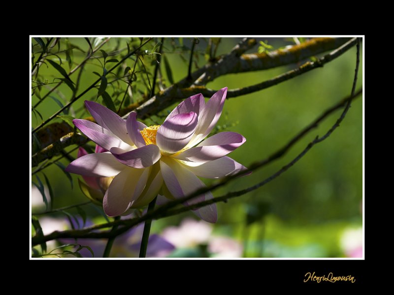 _MG_2899 nature fleur.jpg