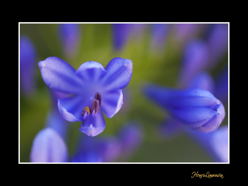 _MG_2722 nature fleur.jpg