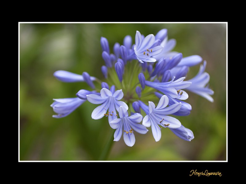 _MG_2539 nature fleur.jpg