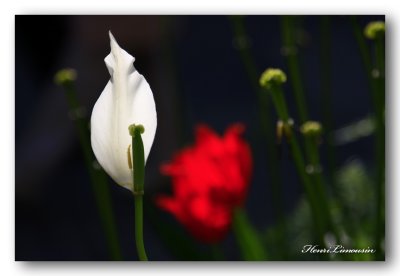 HL_F_MG_5351 tulipe.jpg