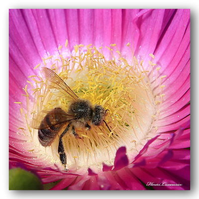 HL_Fb_MG_5299 ABEILLE