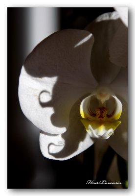 HL_Fo_MG_0671 orchide